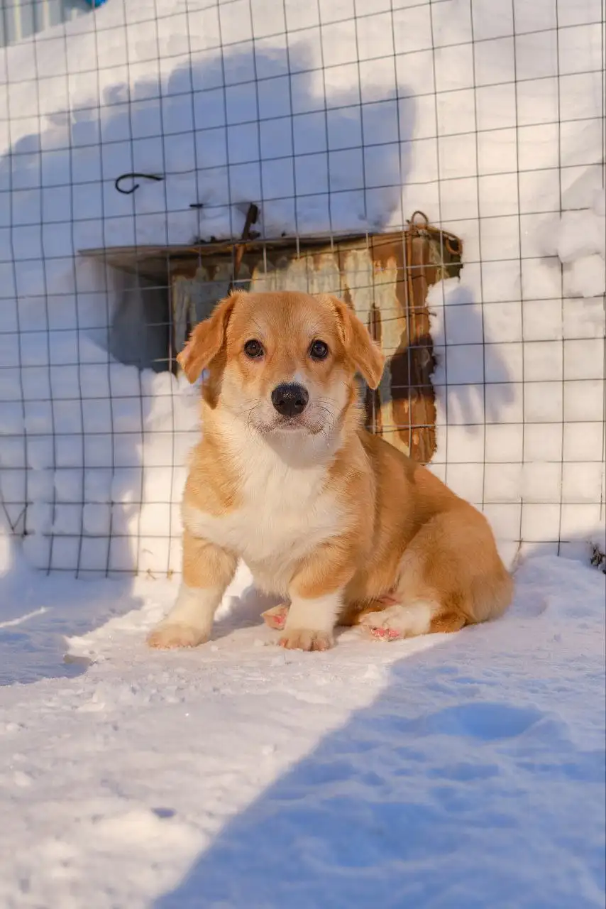 Вельш-корги пемброк девочка 4.5 месяца - Собаки (Животные) в Ульяновск