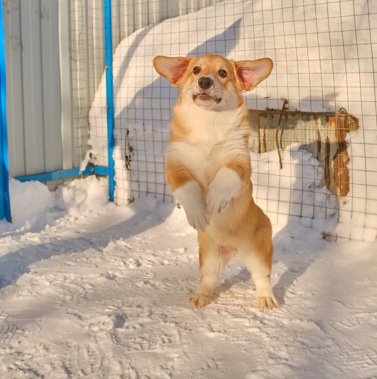 Вельш-корги пемброк девочка 4.5 месяца - Собаки (Животные) в Ульяновск