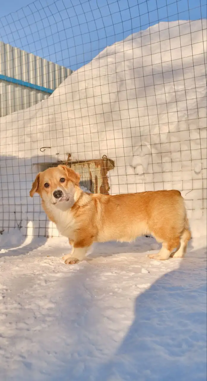 Вельш-корги пемброк девочка 4.5 месяца - Собаки (Животные) в Ульяновск