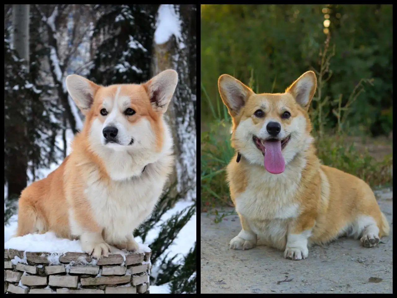 Вельш-корги пемброк девочка 4.5 месяца - Собаки (Животные) в Ульяновск