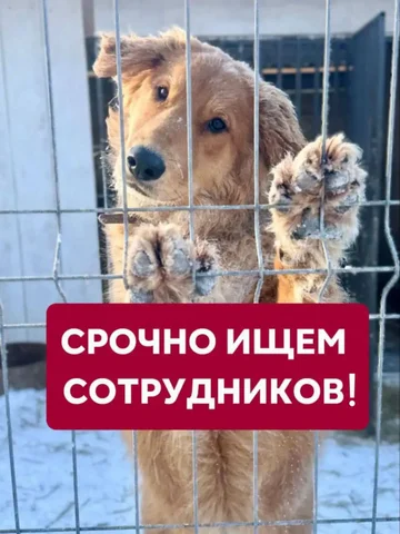 Ищем сотрудника в Пункт Передержки животных - частное объявление в Ульяновск