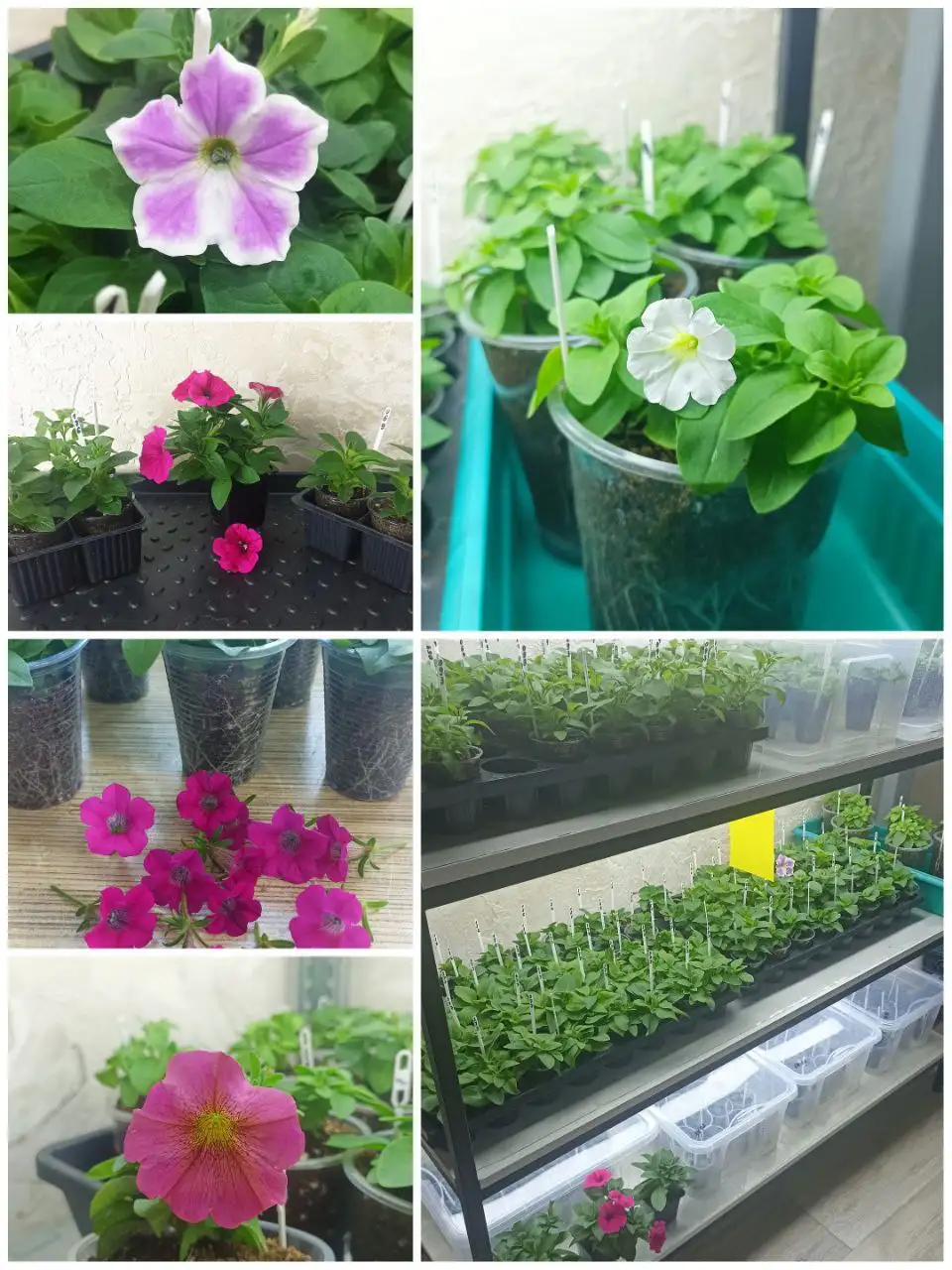 Продажа вегетативной петунии и калибрахоа - Растения и саженцы (Хобби и отдых) в Ульяновск