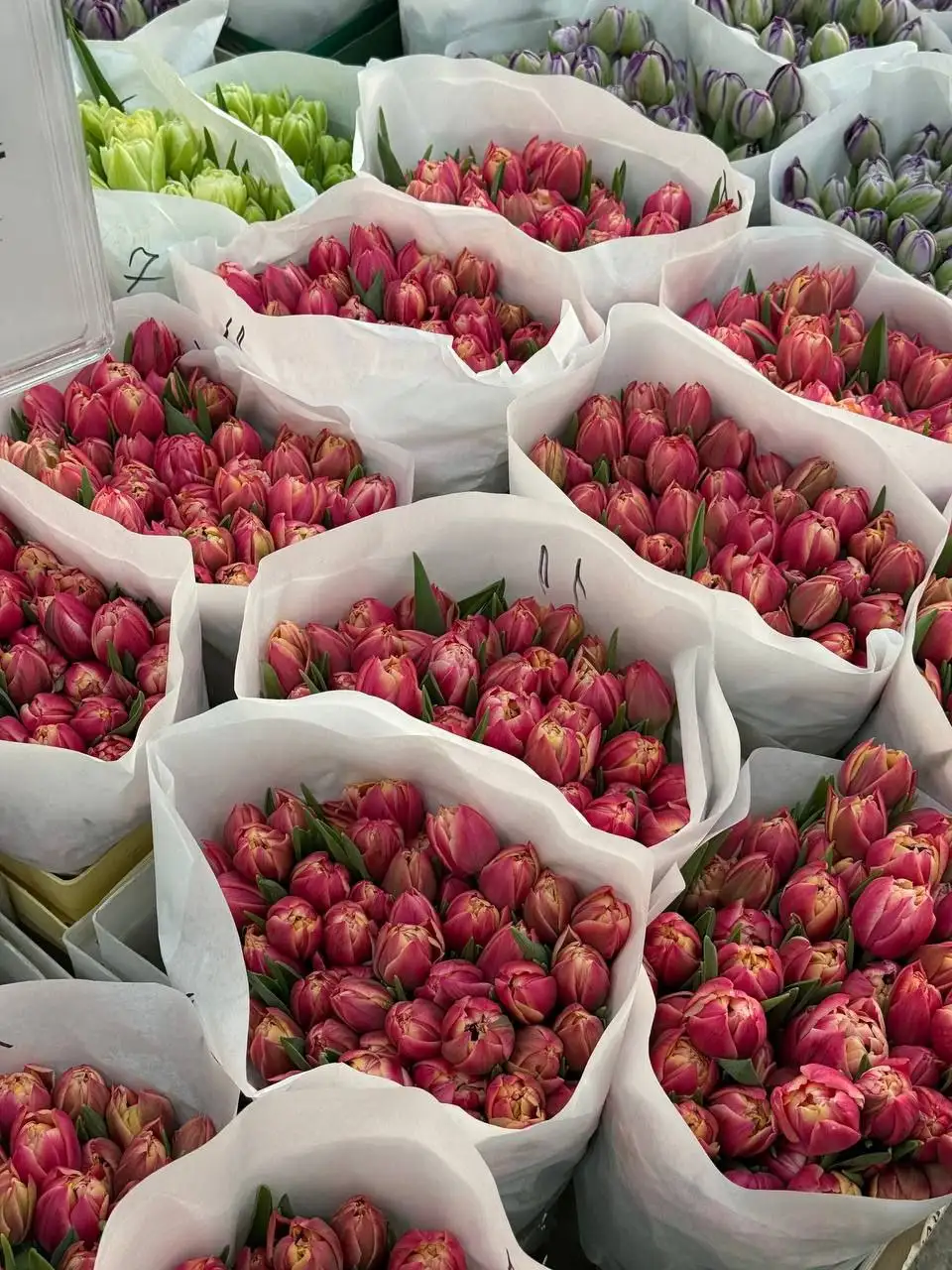 Тюльпан Columbus — пионовидная магия к 8 Марта - Цветы (Барахолка) в Ульяновск