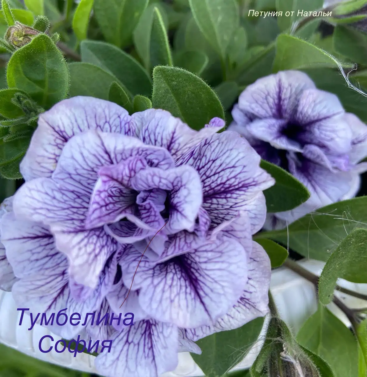 Укорененный черенок вегетативной петунии - Растения (Хобби и отдых) в Ульяновск