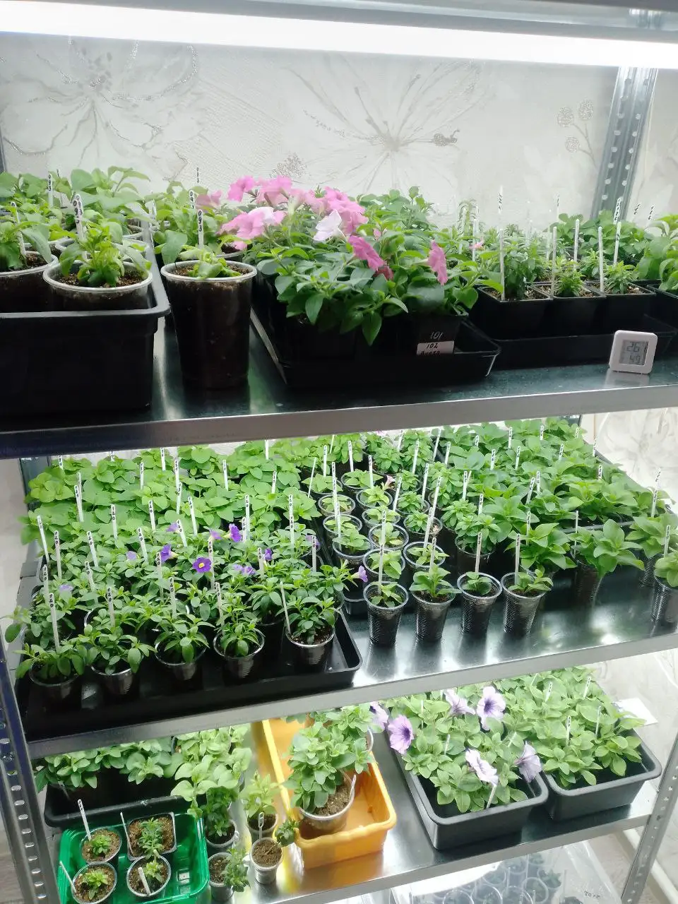 Продажа черенков петунии евро - Растения (Барахолка) в Ульяновск