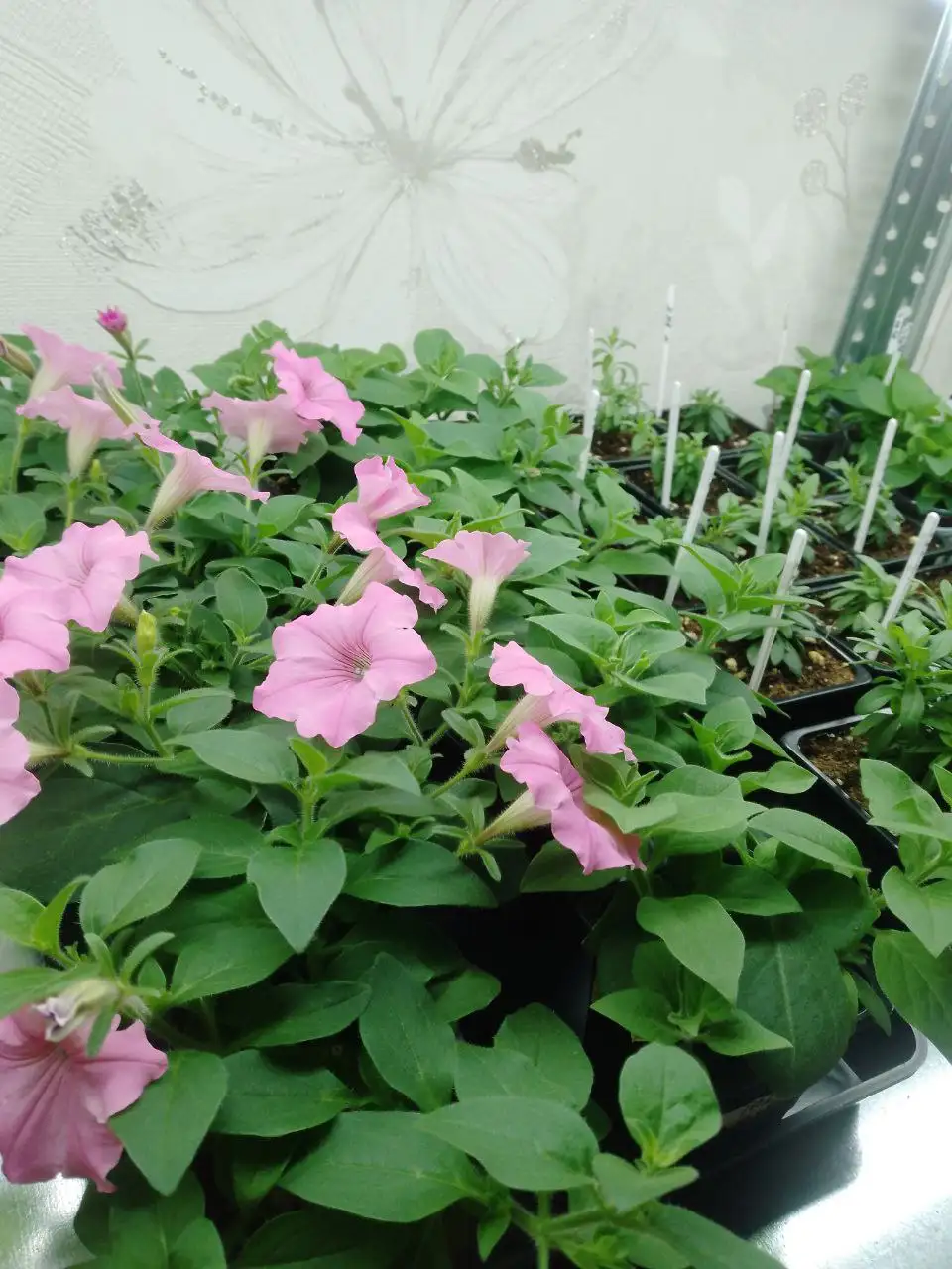 Продажа черенков петунии евро - Растения (Барахолка) в Ульяновск