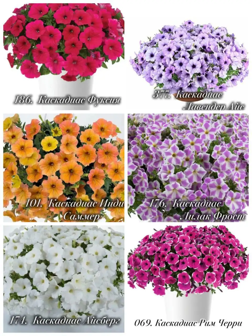 Продажа черенков петунии евро - Растения (Барахолка) в Ульяновск