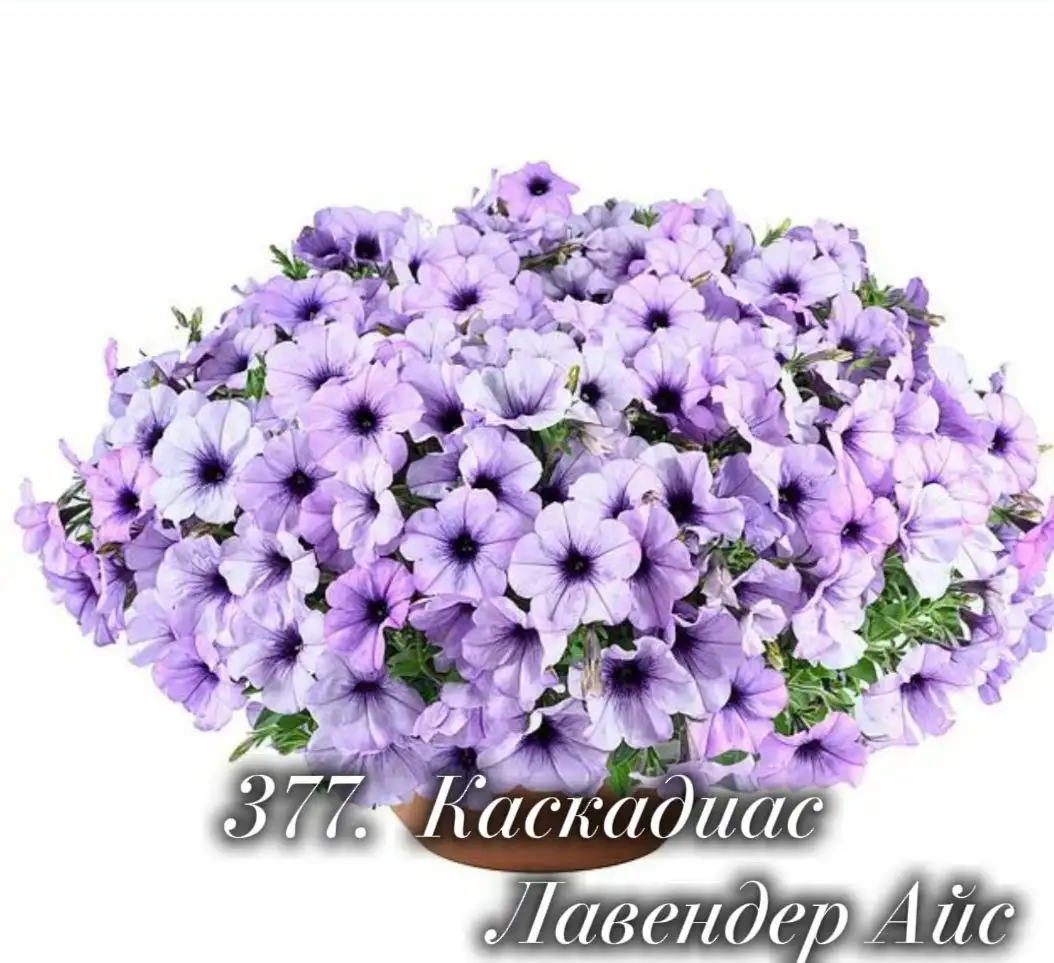 Продажа черенков петунии евро - Растения (Барахолка) в Ульяновск