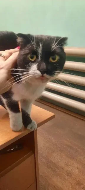 Шотландский вислоухий кот ищет дом - Сельскохозяйственные животные в Ульяновск