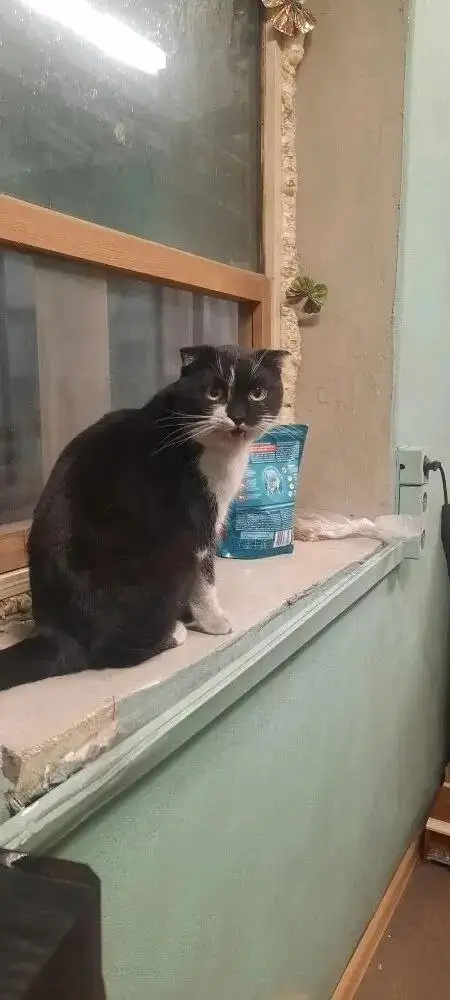 Шотландский вислоухий кот ищет дом - Кошки (Животные) в Ульяновск