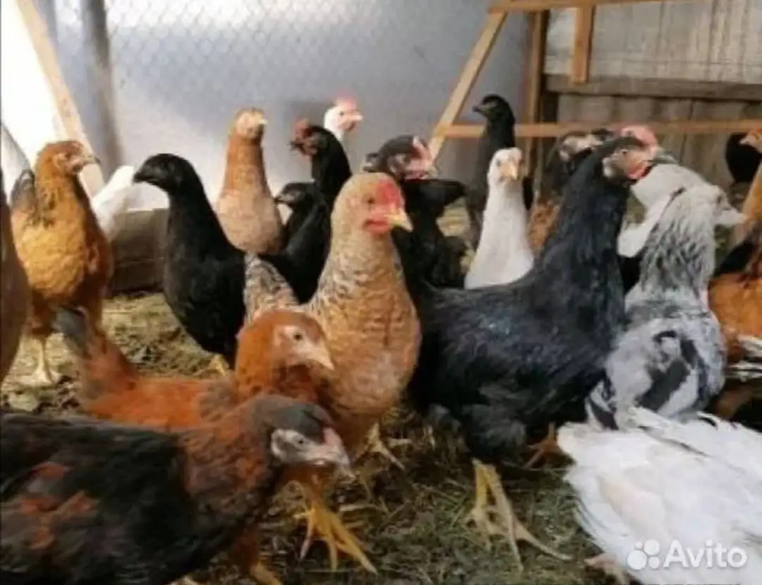 Продажа молодых кур разных пород - Птица (Животные) в Ульяновск