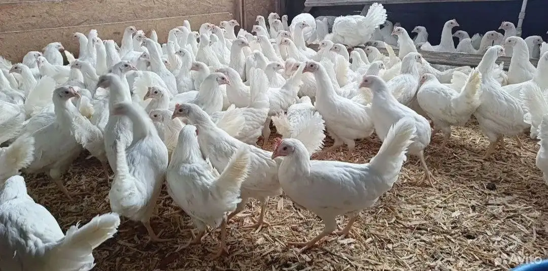 Продажа молодых кур разных пород - Птица (Животные) в Ульяновск