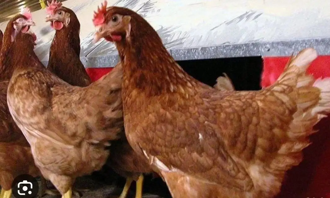 Продажа молодых кур разных пород - Птица (Животные) в Ульяновск
