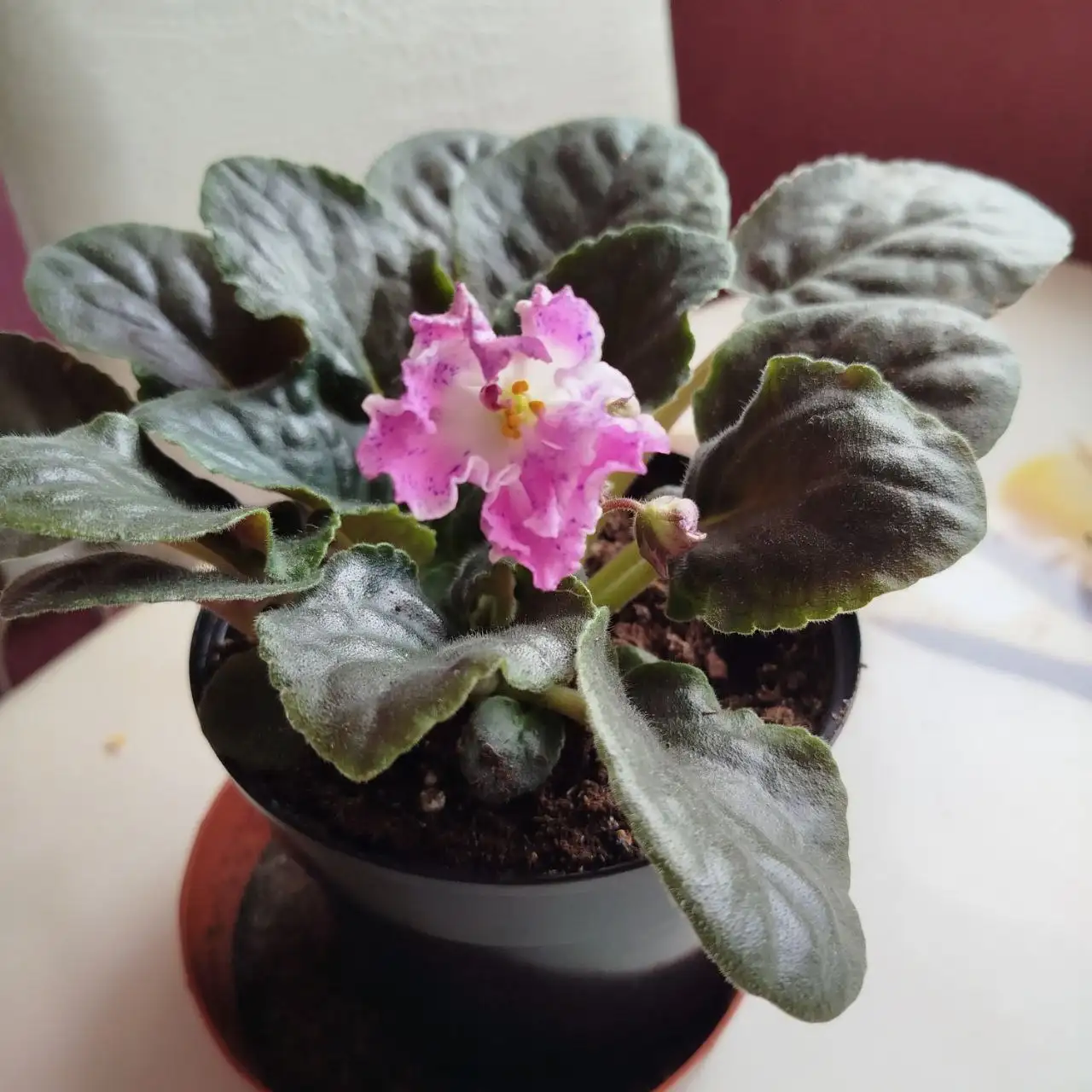 Фиалка в литровом горшке - Растения (Хобби и отдых) в Ульяновск