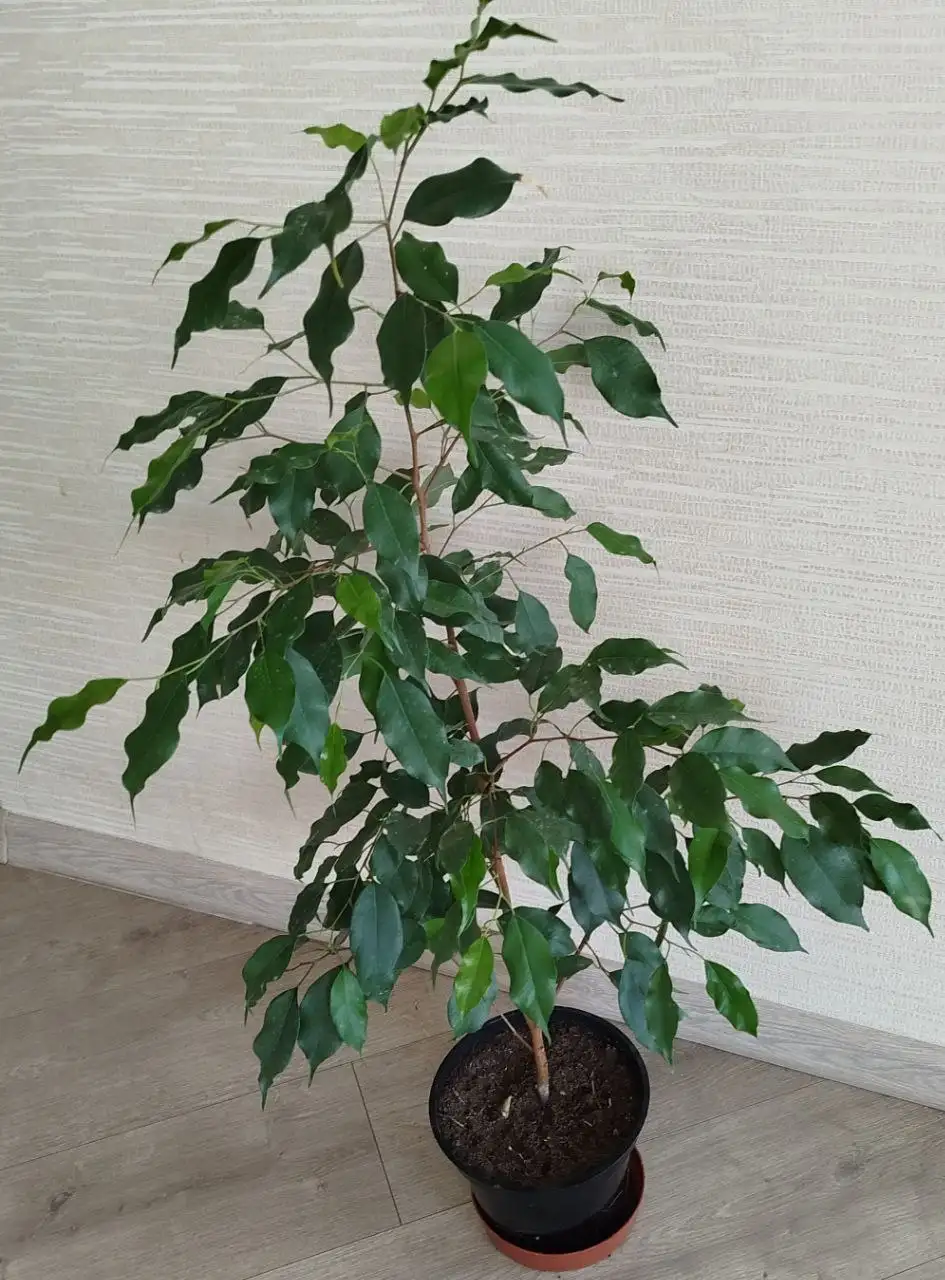 Фикус в горшке - Растения (Хобби и отдых) в Ульяновск