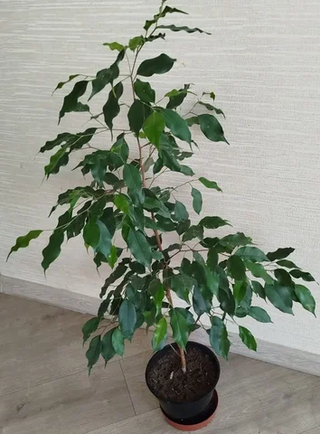 Фикус в горшке - частное объявление в Ульяновск