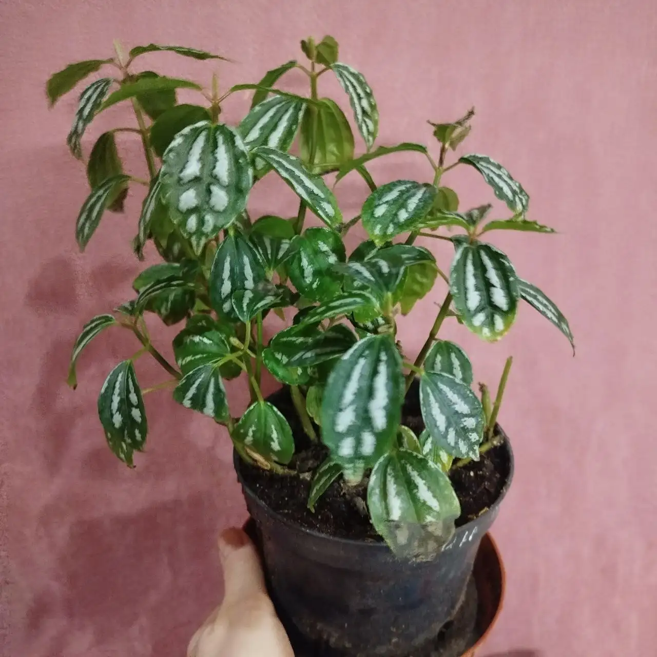 Продажа растения ПЕЛЕЯ КАДЬЕ в горшке - Растения (Хобби и отдых) в Ульяновск