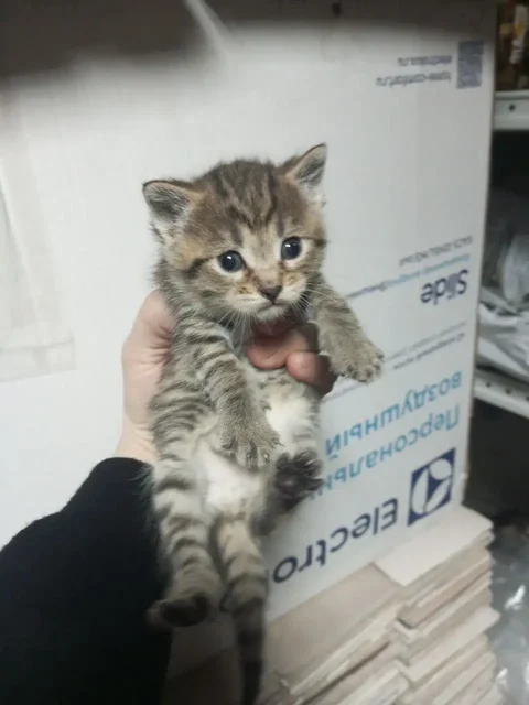 Котята найдены в подвале - Животные в Ульяновск