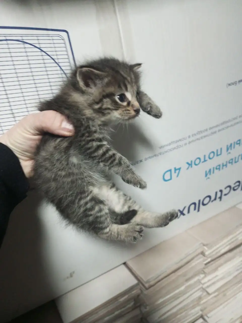 Котята найдены в подвале - Кошки (Животные) в Ульяновск