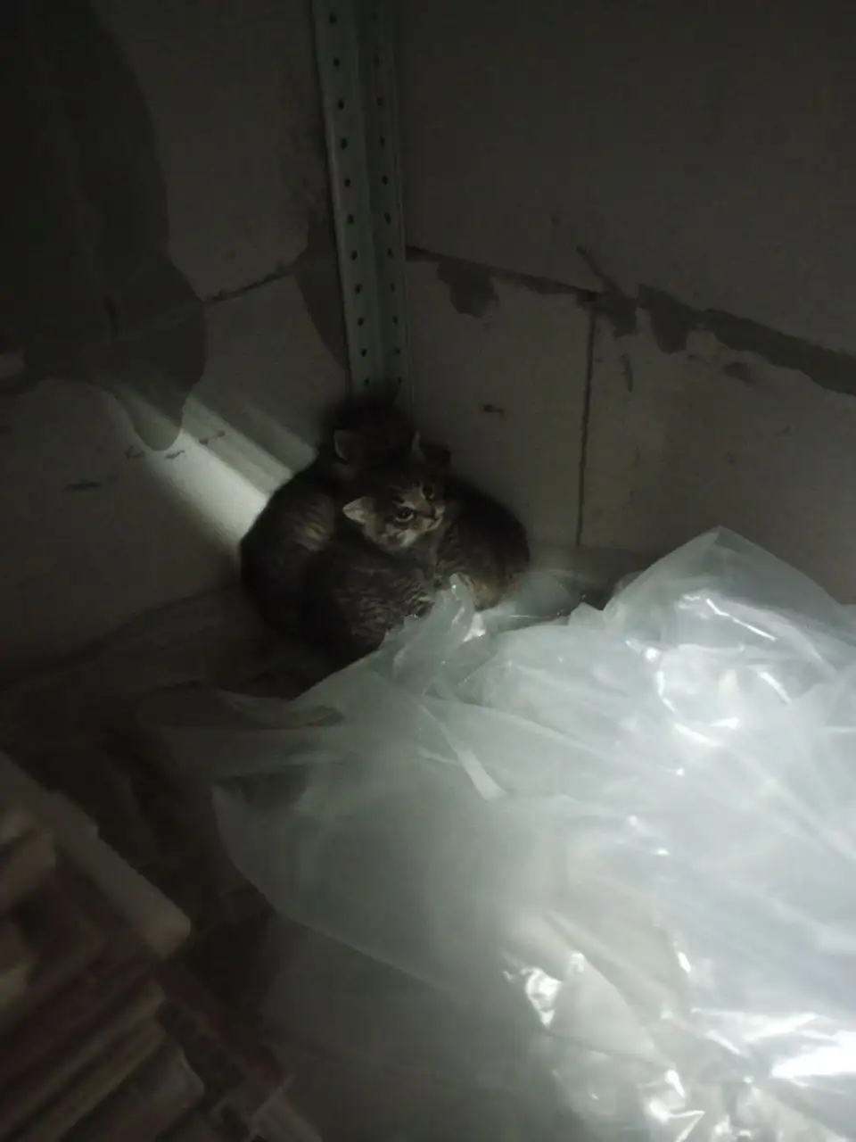 Котята найдены в подвале - Кошки (Животные) в Ульяновск