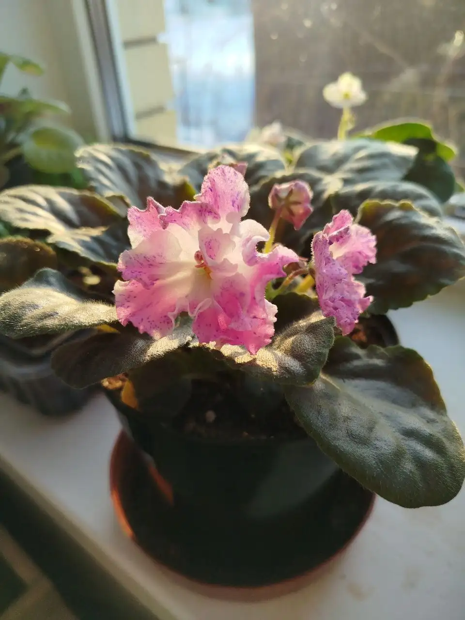 Фиалка в литровом горшке - Растения (Хобби и отдых) в Ульяновск