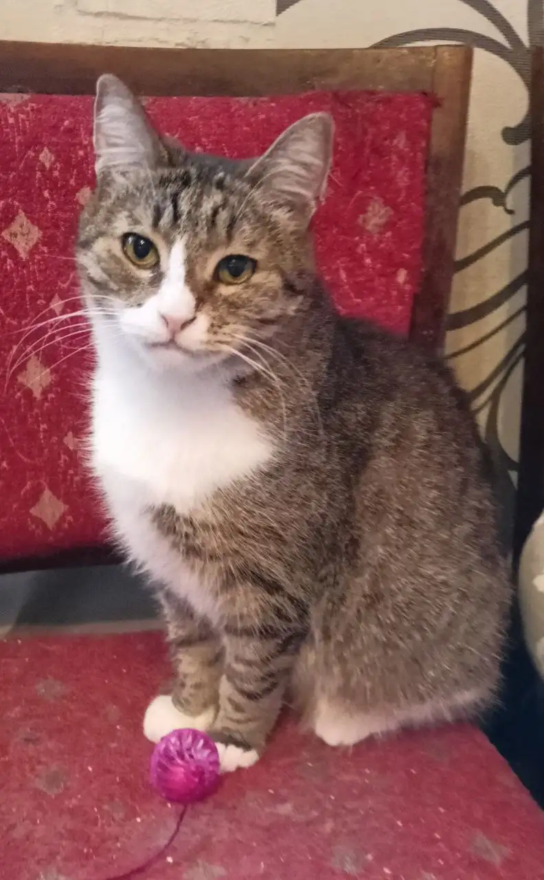 Кот Смурфик для пристройства - Кошки (Животные) в Ульяновск