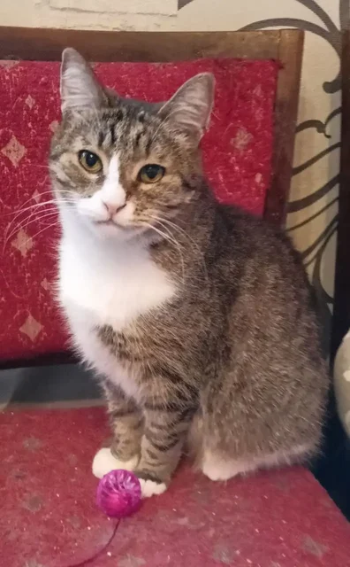 Кот Смурфик для пристройства - Животные в Ульяновск