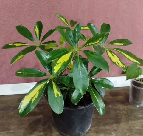 Шефлера в литровом горшке - Товары для рукоделия в Ульяновск