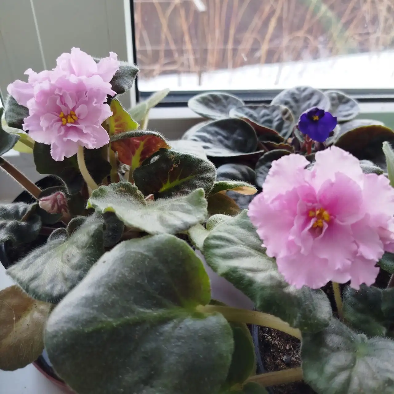 Фиалки в литровых горшках - Растения (Хобби и отдых) в Ульяновск