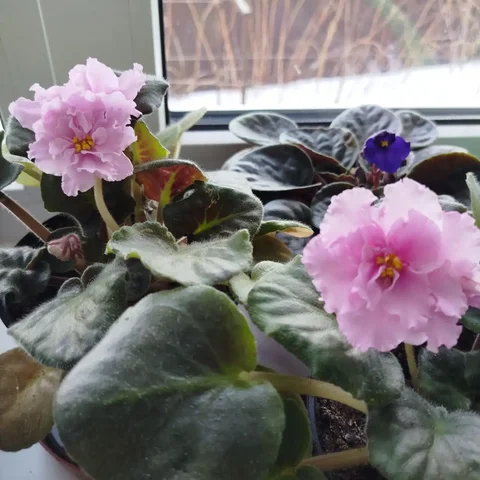 Фиалки в литровых горшках - Рыбалка и рыбные продукты в Ульяновск