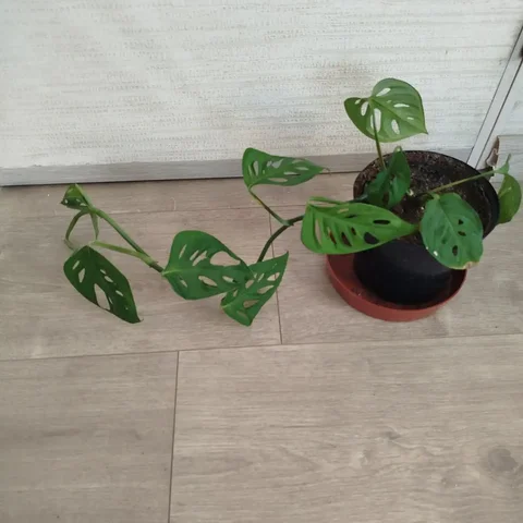 Продается монстера в горшке - Игрушки в Ульяновск