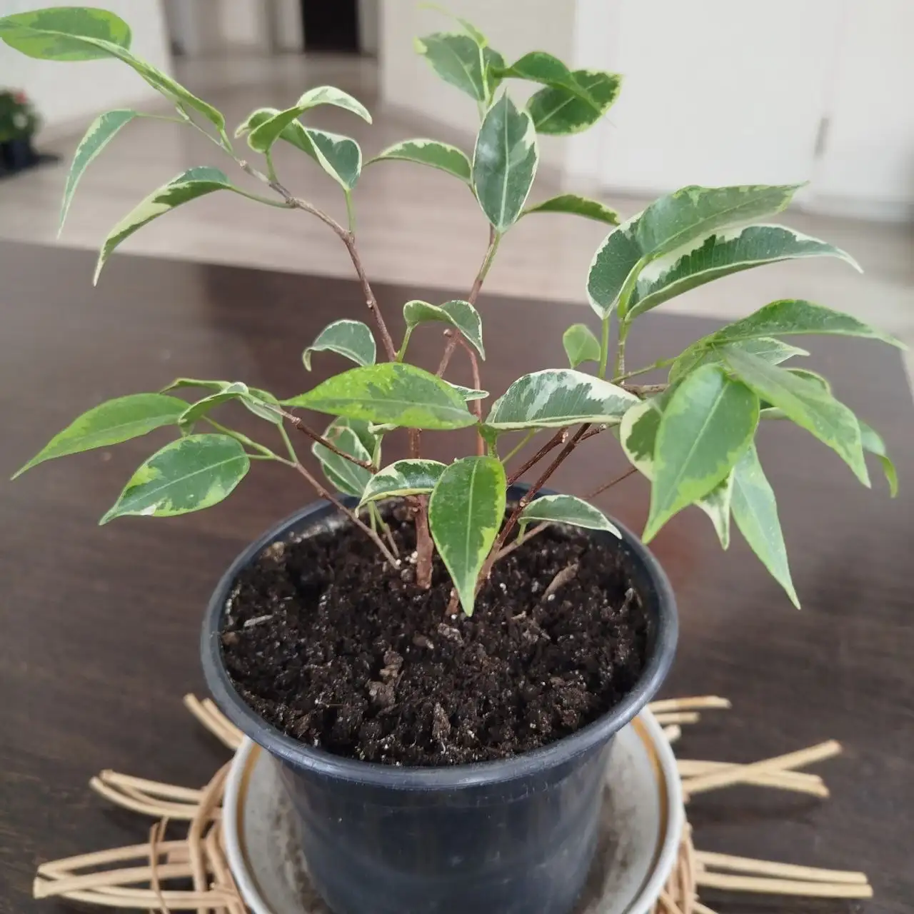 Фикус - Растения (Барахолка) в Ульяновск