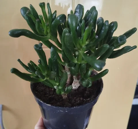 Красулла хобит и другие цветы - Садоводство/Растения в Ульяновск