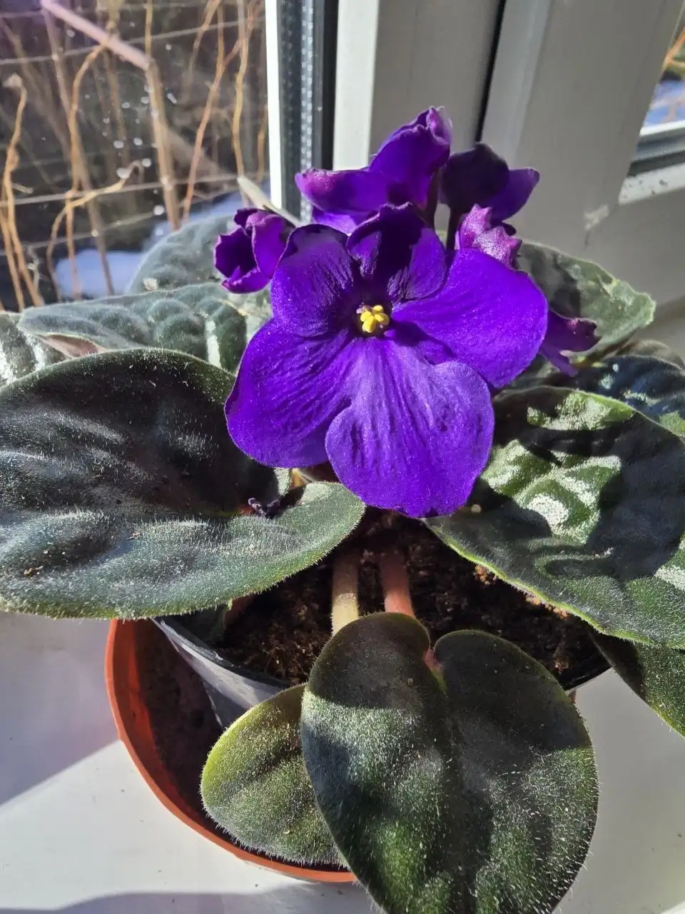 Продажа фиалок в литровых горшках - Растения (Барахолка) в Ульяновск