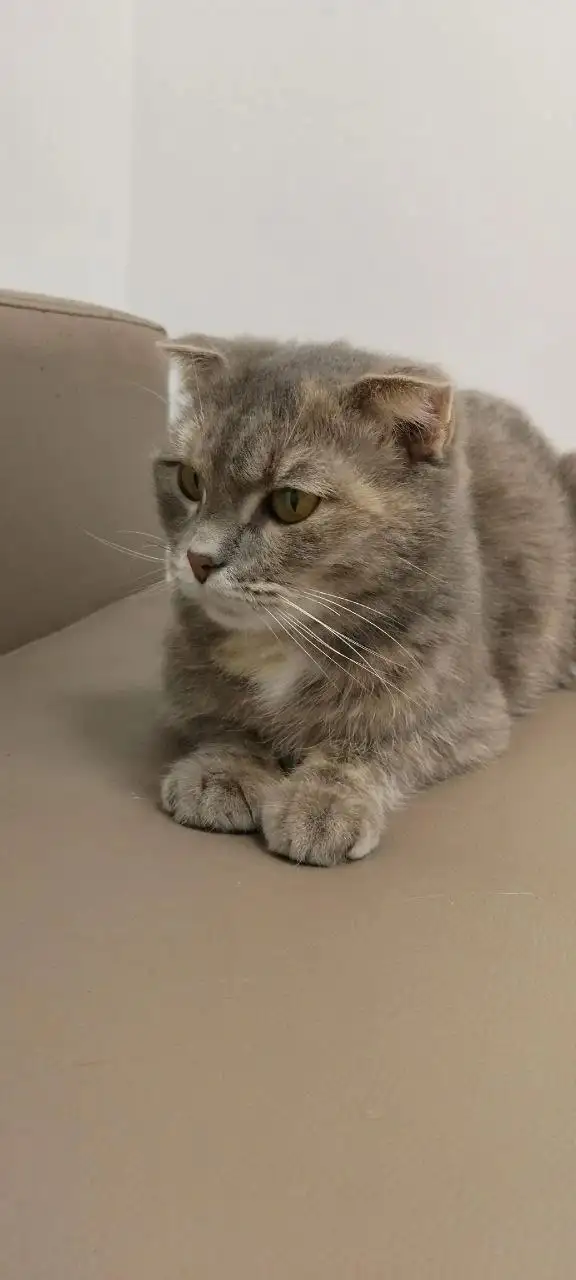 Шотландская вислоухая кошка Ляля ищет дом - Кошки (Животные) в Ульяновск