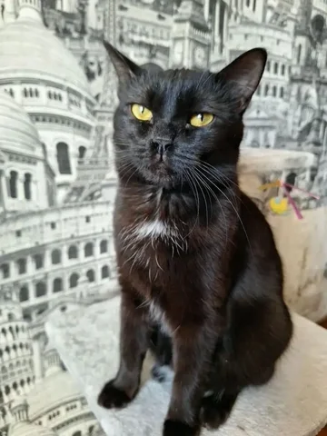 Мартин - молодой черный кот ищет дом - Аксессуары для животных в Ульяновск