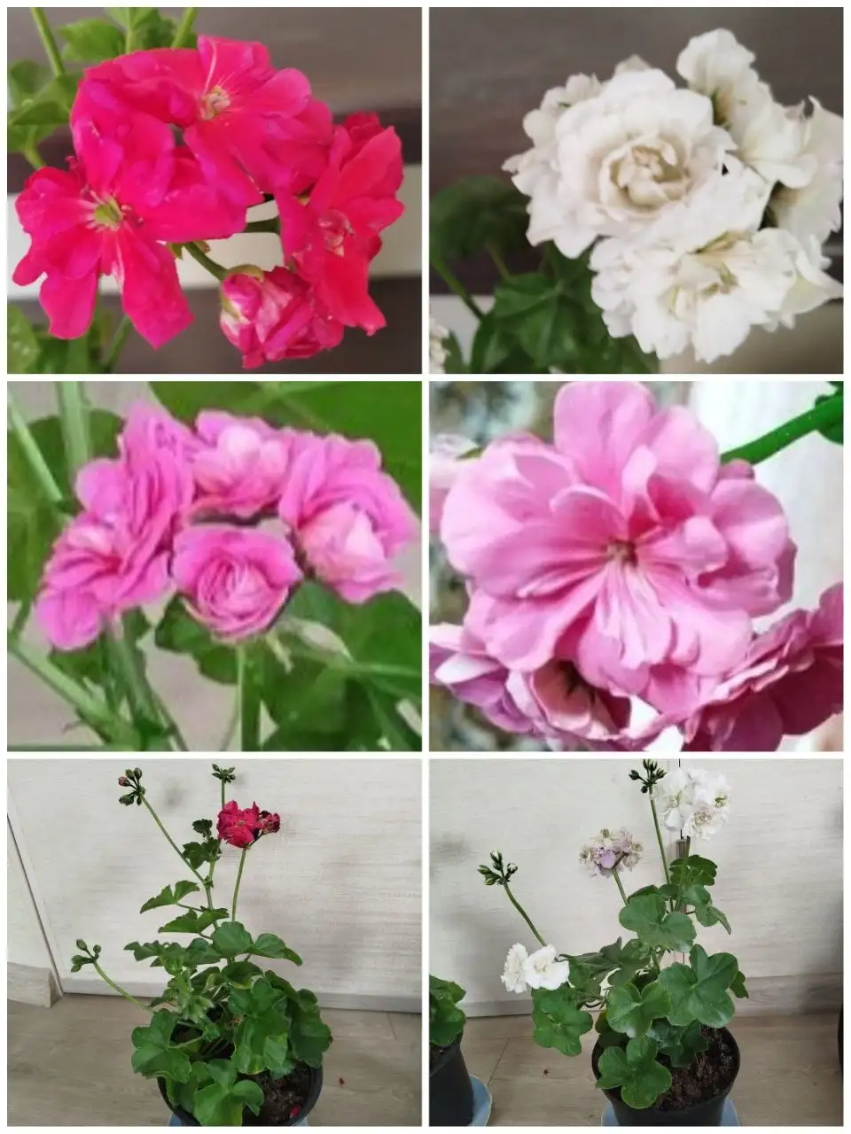 Ампельные пеларгонии в горшках - Растения (Хобби и отдых) в Ульяновск