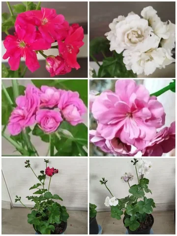 Ампельные пеларгонии в горшках - частное объявление в Ульяновск