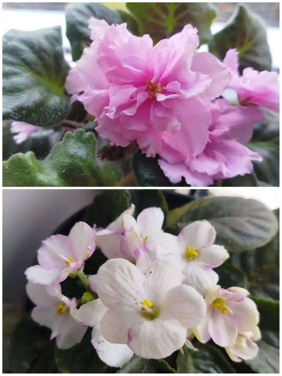 Продажа фиалок и других цветов в Ульяновске - Растения (Хобби и отдых) в Ульяновск