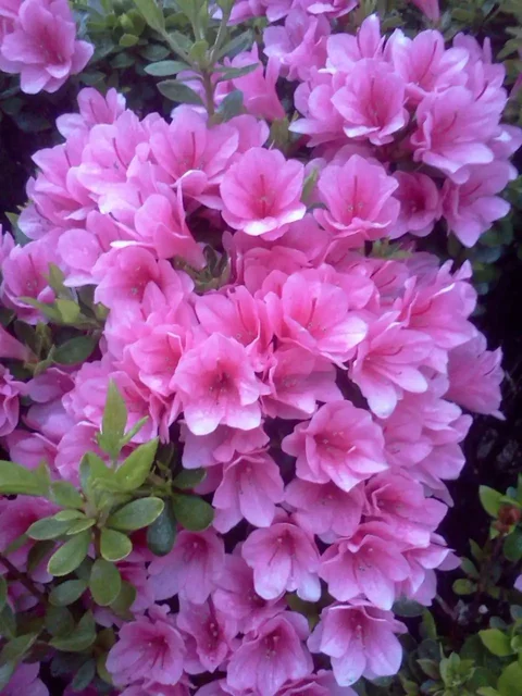 Продажа взрослых саженцев рододендрона в Ульяновске - Продукты питания в Ульяновск