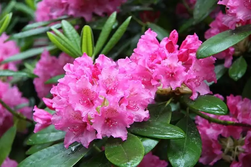 Продажа взрослых саженцев рододендрона в Ульяновске - Растения (Барахолка) в Ульяновск