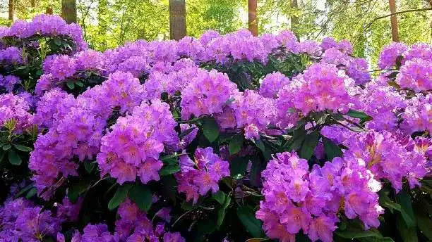 Продажа взрослых саженцев рододендрона в Ульяновске - Растения (Барахолка) в Ульяновск