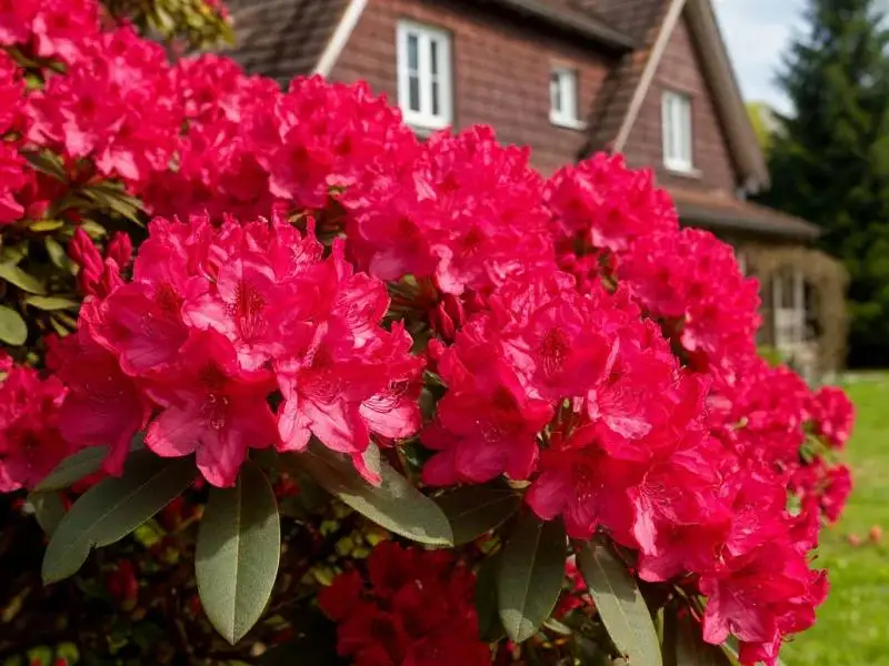 Продажа взрослых саженцев рододендрона в Ульяновске - Растения (Барахолка) в Ульяновск