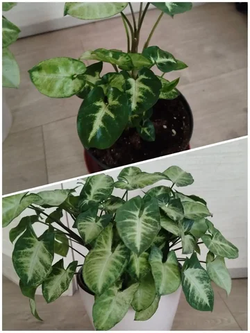 Сингониум в горшке - Товары для пикника в Ульяновск