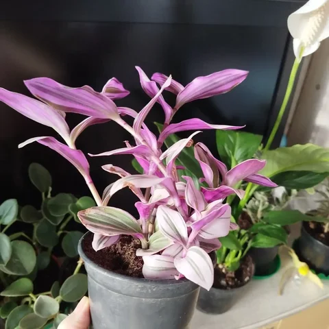 Продажа традесканции в горшке - Прокат костюмов в Ульяновск