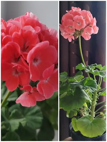 Пеларгония в горшке - частное объявление в Луговое