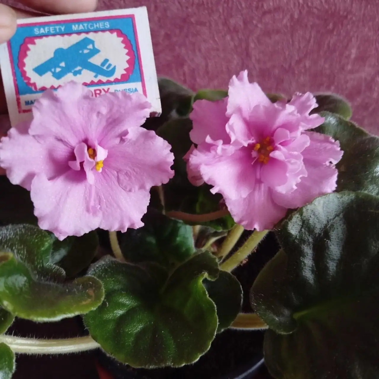 Фиалка в литровом горшке - Барахолка в Луговое