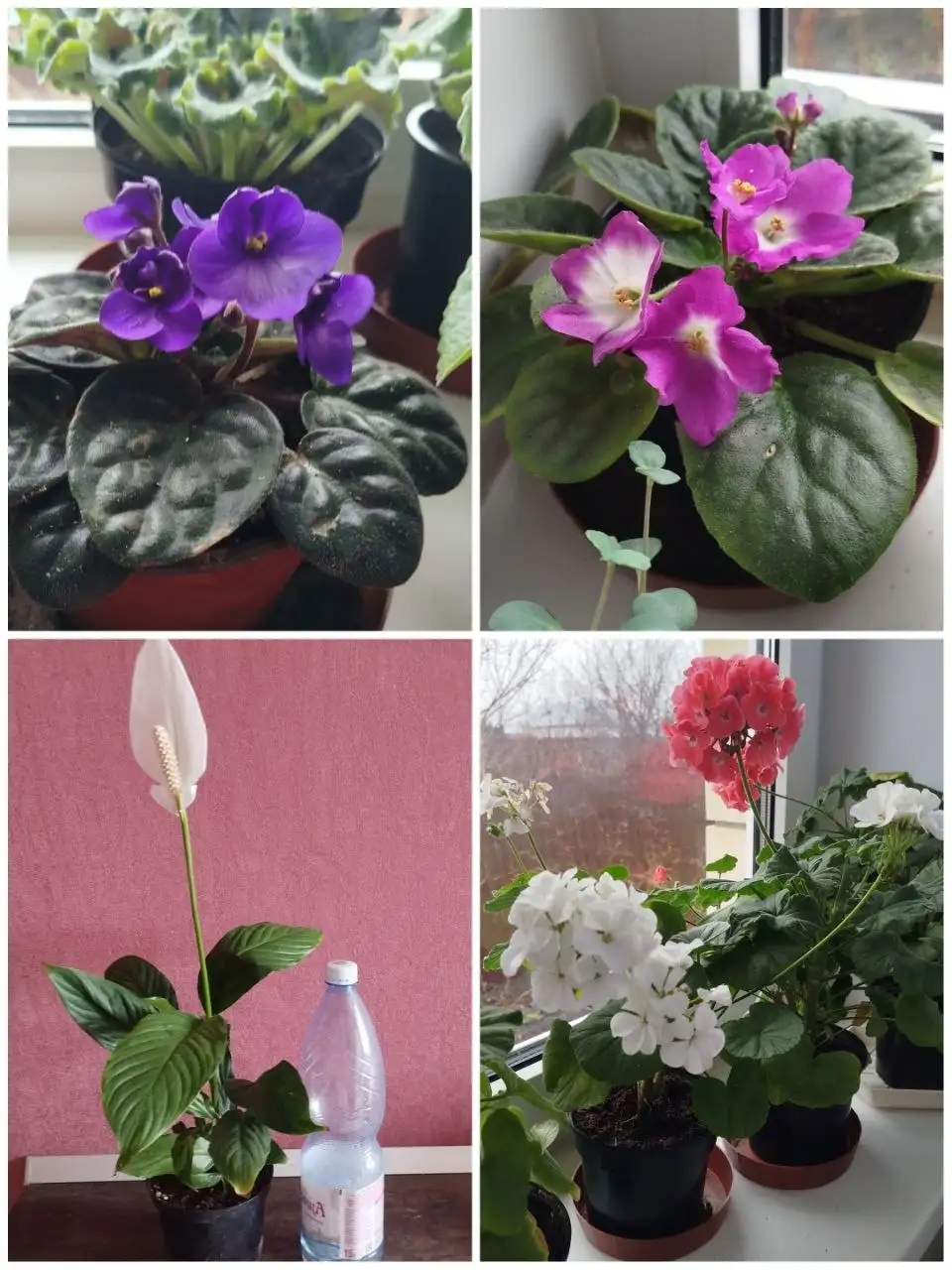 Продажа комнатных растений в горшках - Растения (Барахолка) в Ульяновск