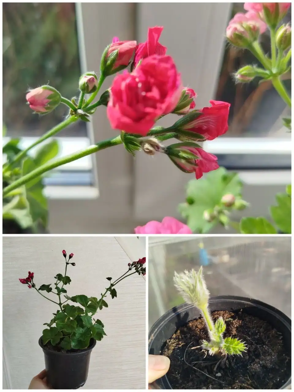 Ампельная розебудная пеларгония и садовый цветок прострел - Растения (Хобби и отдых) в Ульяновск