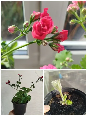 Ампельная розебудная пеларгония и садовый цветок прострел - Нумизматика в Ульяновск